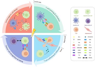 Is the Combination of Immunotherapy and Radiotherapy in Non-small Cell Lung Cancer a Feasible and Effective Approach?